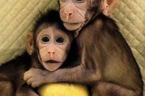 การโคลนลิงฝาแฝดได้สำเร็จเป็นครั้งแรกของโลก